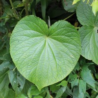 Piper umbellatum L.